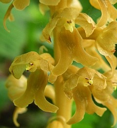 Bird's-nest Orchid - Neottia nidus-avis © Teresa Farino